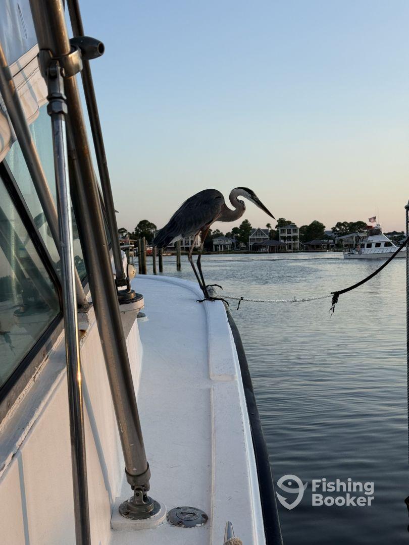 Please consider this crew.