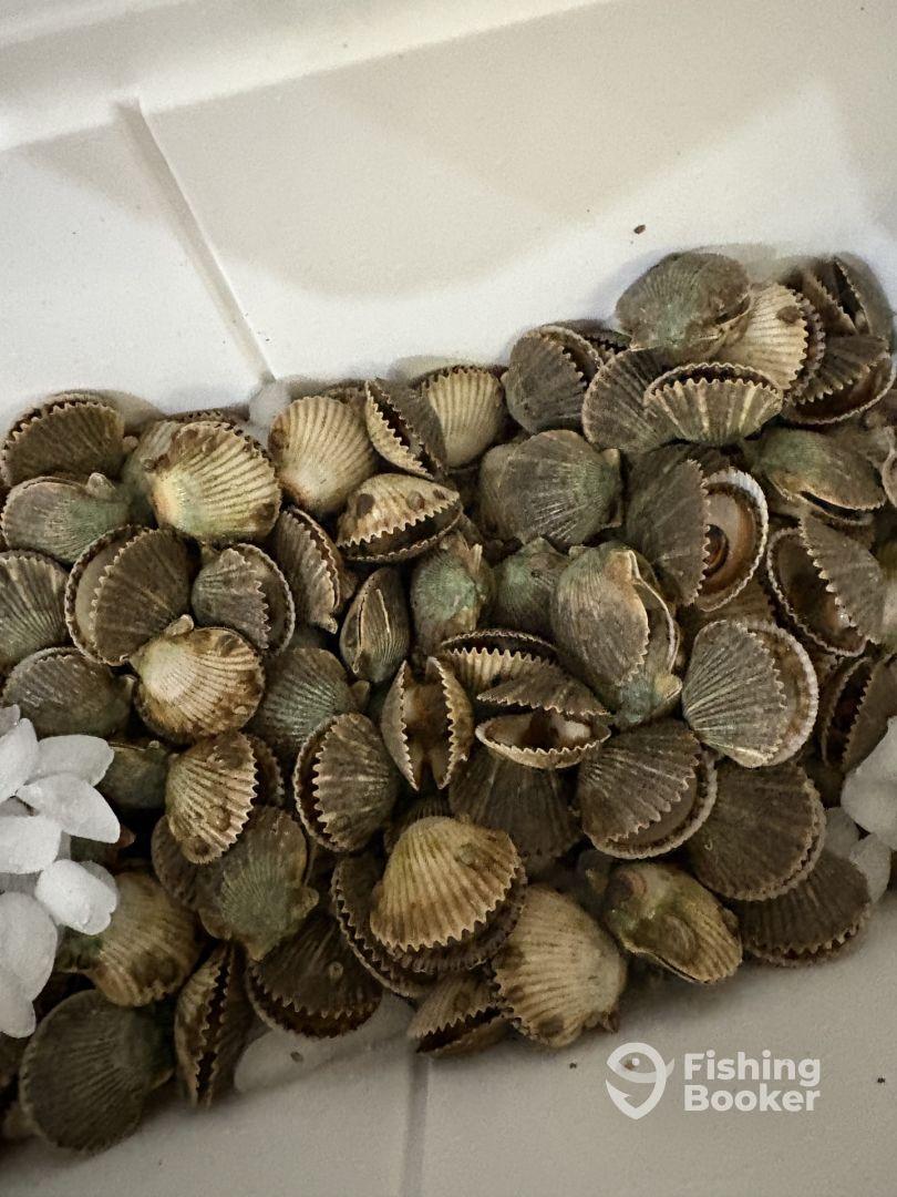 A large collection of freshly caught scallops stored on ice, showcasing a successful day of shellfishing.