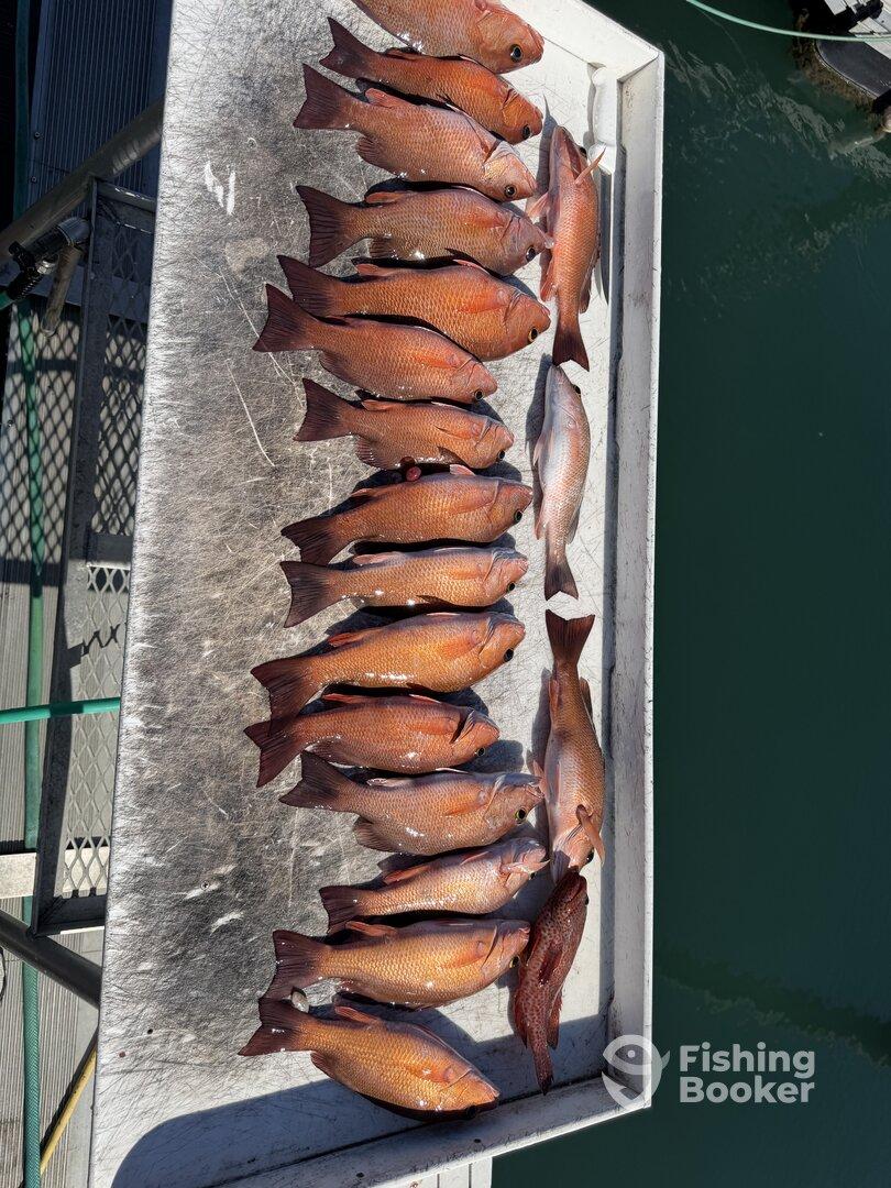 A variety of Snapper species neatly arranged on a cleaning table at the dock, showcasing a successful fishing trip.