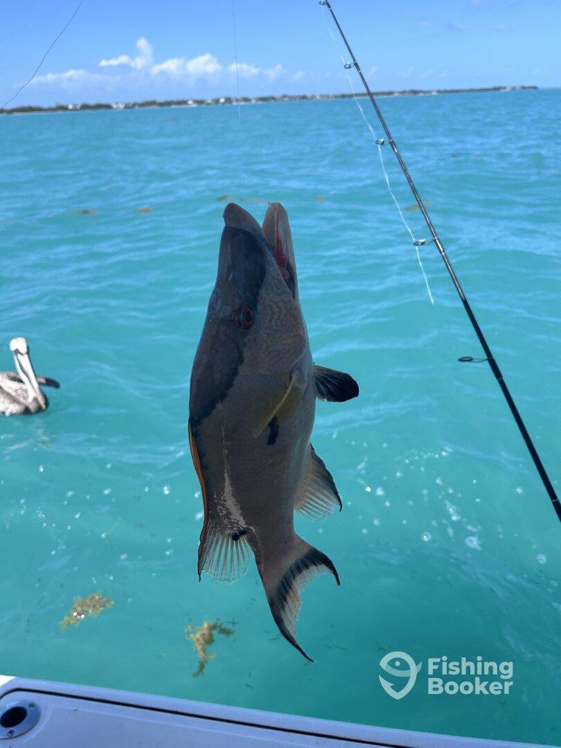 A vibrant fish being reeled in during a fishing trip in clear turquoise waters, showcasing the excitement of the catch.