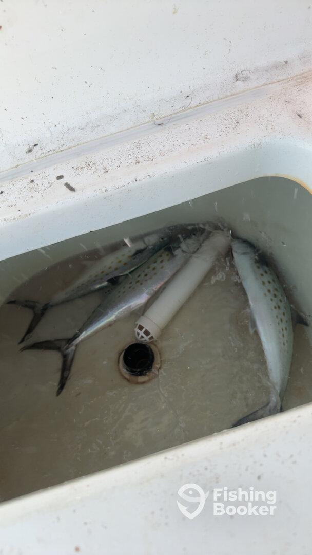 Several fish stored in a cooler, likely caught during a fishing trip.