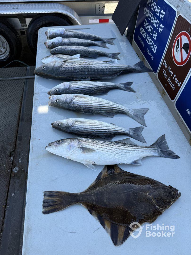 A variety of fish including striped bass and flounder neatly arranged on a cleaning table at the dock, showcasing a successful fishing trip.