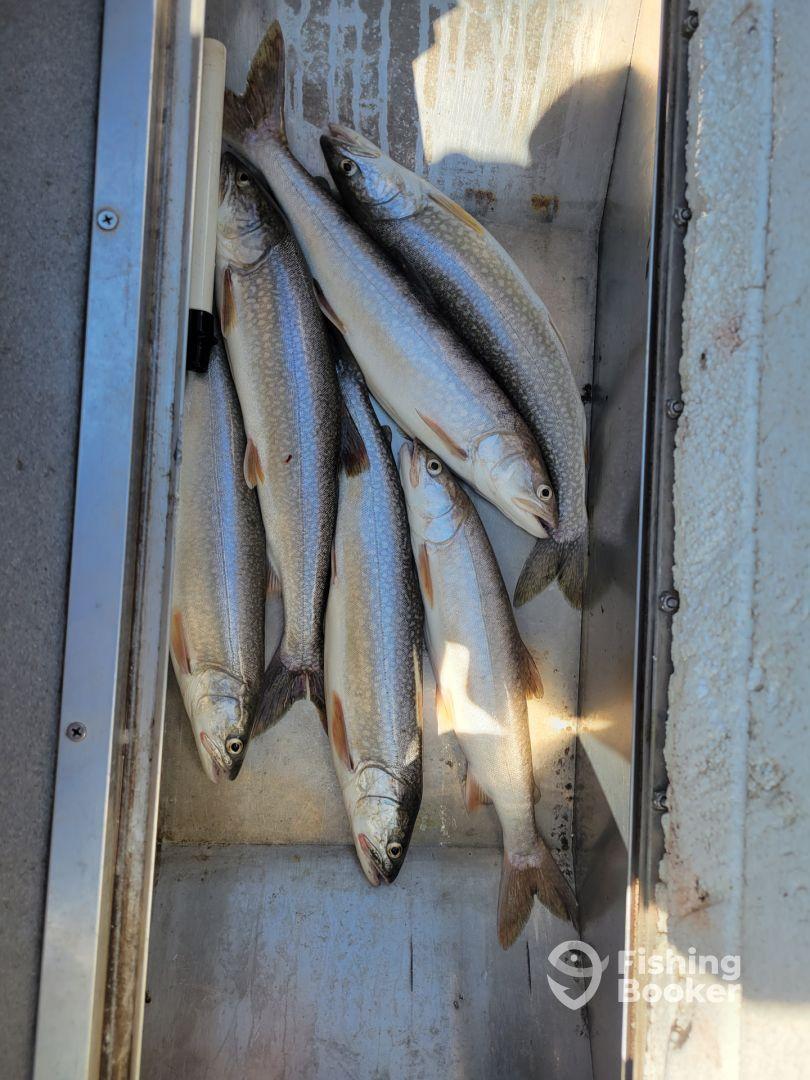 A collection of freshly caught Speckled Trout stored in a cooler, showcasing a successful fishing trip.