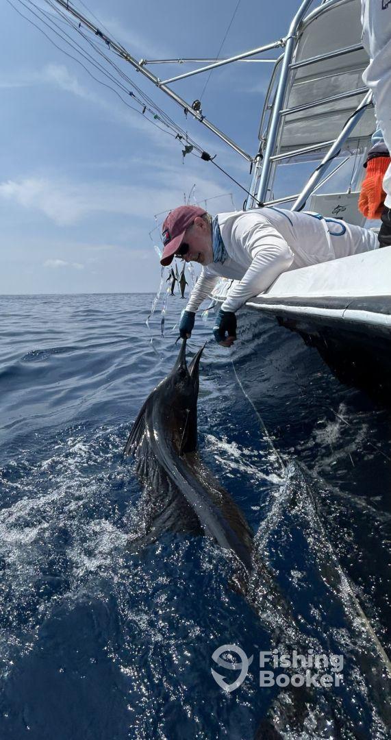 Sailfish Bonanza!